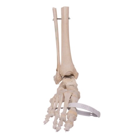 Real Human Right Foot with Partial Tibia and Fibula