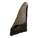 Real Megalodon Tooth – Half – 2.3281 oz