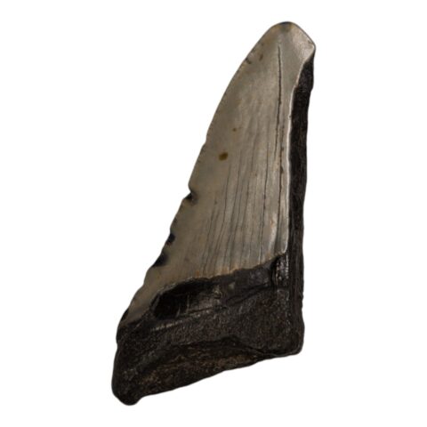 Real Megalodon Tooth - Half - 2.3281 oz