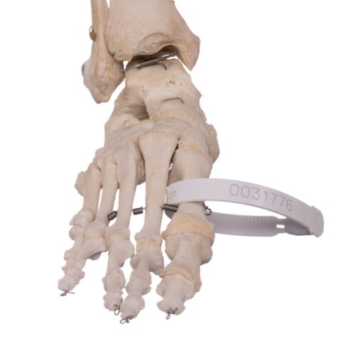 Real Human Right Foot with Partial Tibia and Fibula