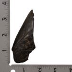 Real Megalodon Tooth – Half – 1.8342 oz