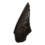 Real Megalodon Tooth – Half – 1.8342 oz