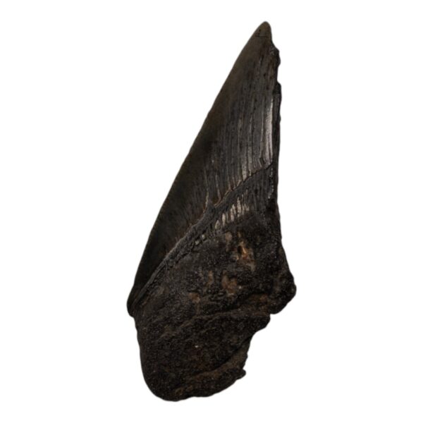 Real Megalodon Tooth – Half – 1.8342 oz