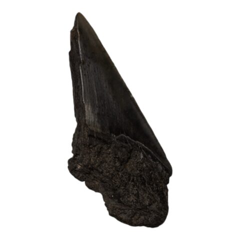 Real Megalodon Tooth - Half - 1.8342 oz