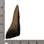 Real Megalodon Tooth – Half – 2.3986 oz