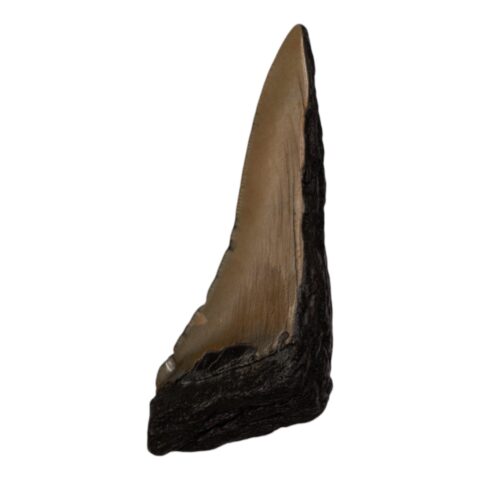 Real Megalodon Tooth - Half - 2.3986 oz