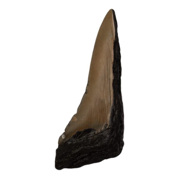 Real Megalodon Tooth – Half – 2.3986 oz
