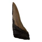 Real Megalodon Tooth – Half – 2.3986 oz