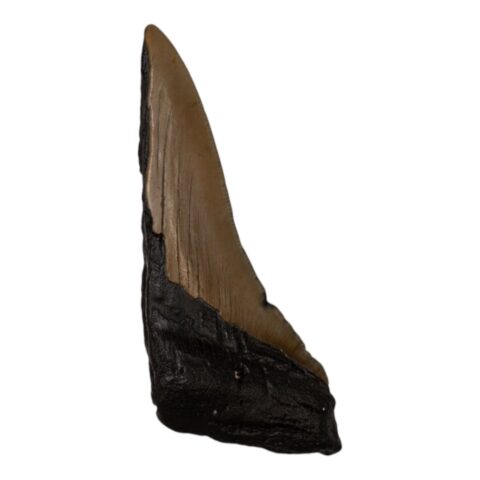 Real Megalodon Tooth - Half - 2.3986 oz