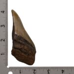 Real Megalodon Tooth – Half – 2.8219 oz