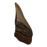 Real Megalodon Tooth – Half – 2.8219 oz
