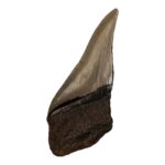 Real Megalodon Tooth – Half – 2.8219 oz