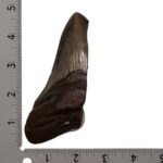 Real Megalodon Tooth – Half – 5.0795 oz