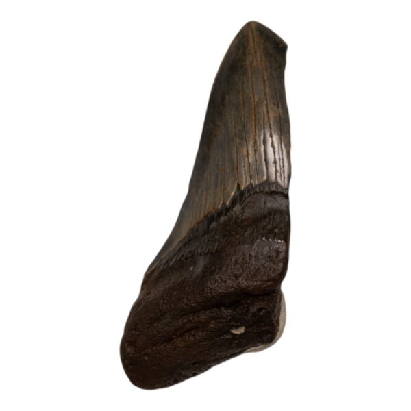 Real Megalodon Tooth – Half – 5.0795 oz