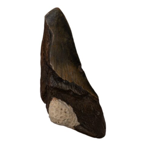 Real Megalodon Tooth - Half - 5.0795 oz