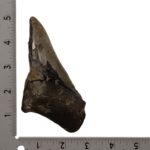 Real Megalodon Tooth – Half – 5.7144 oz