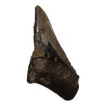 Real Megalodon Tooth – Half – 5.7144 oz
