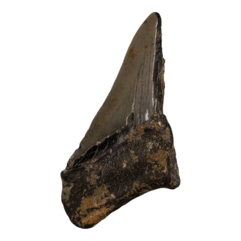 Real Megalodon Tooth - Half - 5.7144 oz