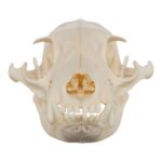 Real Aardwolf Skull – 80 g