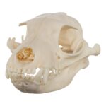 Real Aardwolf Skull – 80 g