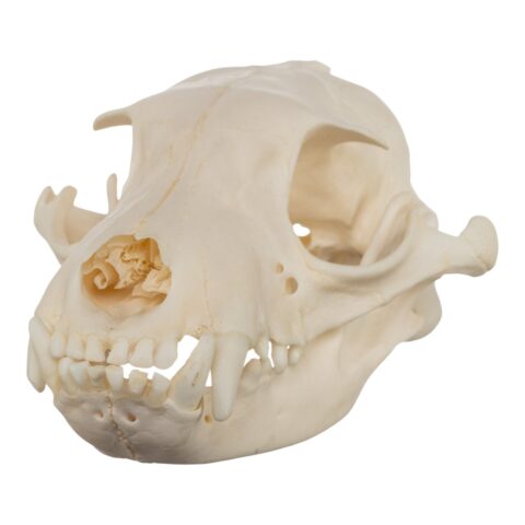 Real Aardwolf Skull - 80 g