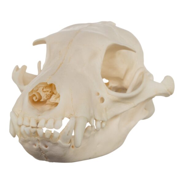 Real Aardwolf Skull – 80 g