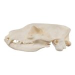 Real Aardwolf Skull – 80 g