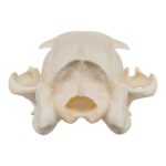 Real Aardwolf Skull – 80 g