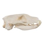 Real Aardwolf Skull – 80 g