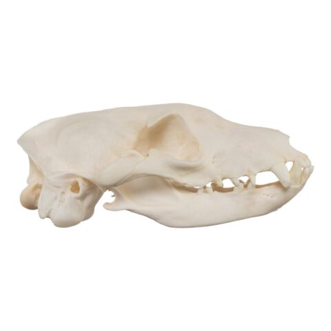 Real Aardwolf Skull - 80 g
