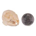 Real Rabbit Skull – Juvenile