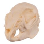 Real Rabbit Skull – Juvenile