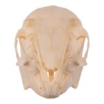 Real Rabbit Skull – Juvenile