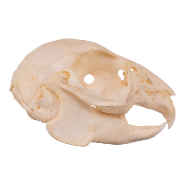 Real Rabbit Skull – Juvenile