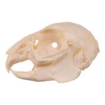 Real Rabbit Skull – Juvenile