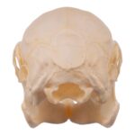 Real Rabbit Skull – Juvenile