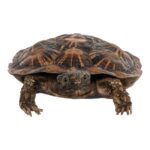 Real Freeze-dried Pancake Tortoise