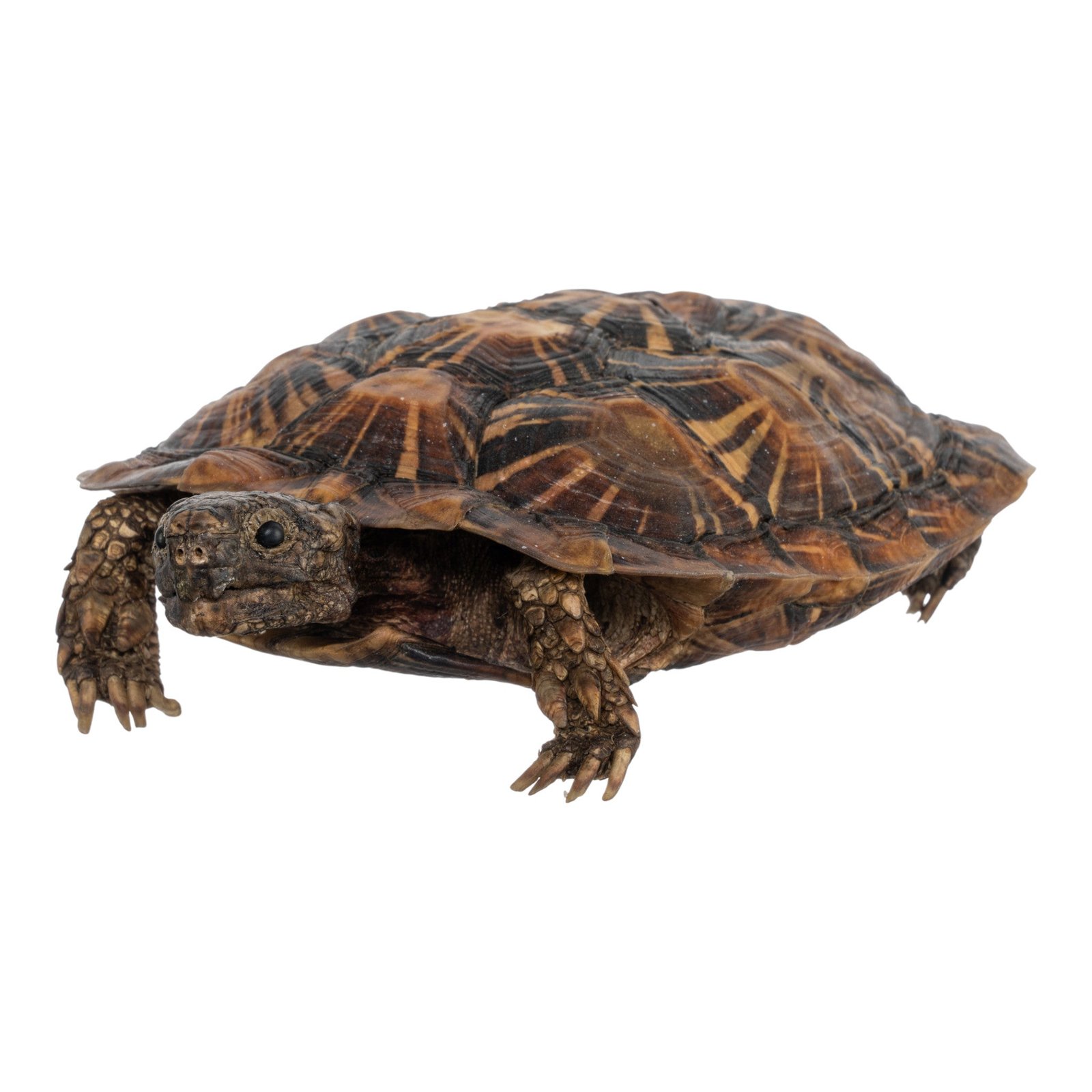 Real Freeze-dried Pancake Tortoise