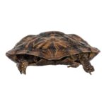 Real Freeze-dried Pancake Tortoise
