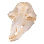 Replica Hubb’s Beaked Whale Skull