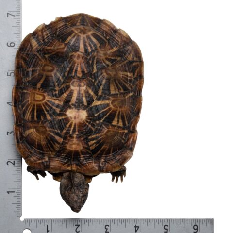 Real Freeze-dried Pancake Tortoise
