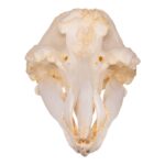 Replica Hubb’s Beaked Whale Skull