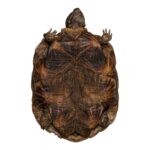 Real Freeze-dried Pancake Tortoise