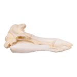 Replica Hubb’s Beaked Whale Skull