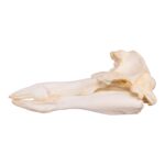 Replica Hubb’s Beaked Whale Skull