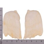Replica Hubb’s Beaked Whale Teeth – Pair