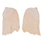 Replica Hubb’s Beaked Whale Teeth – Pair