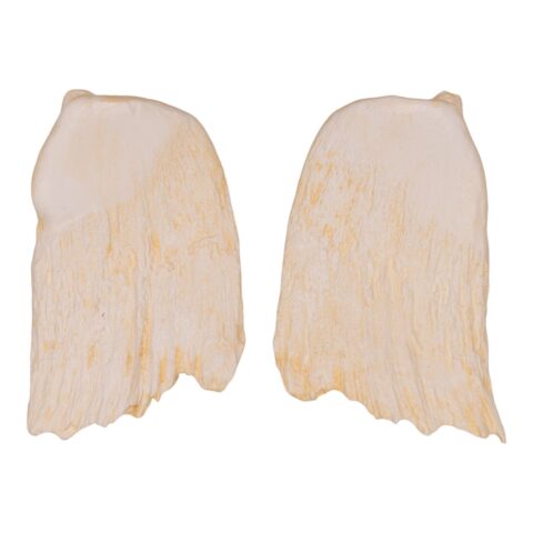 Replica Hubb's Beaked Whale Teeth - Pair