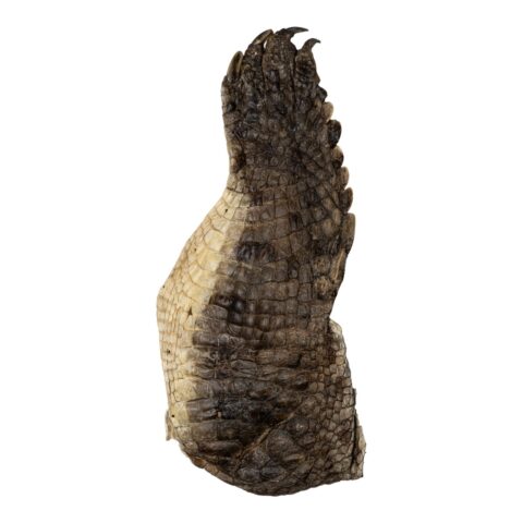 Real Nile Crocodile Leg Hide