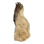 Real Nile Crocodile Leg Hide